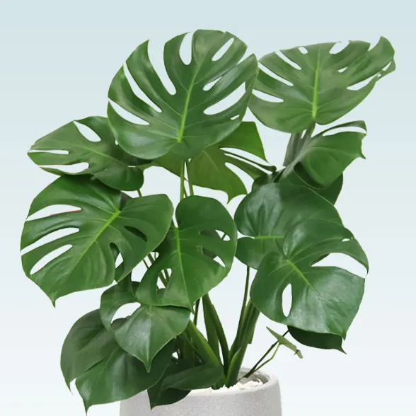モンステラ(グラスファイバー製鉢植込み、チューリップ型)2