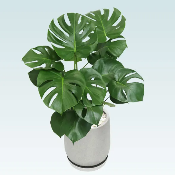モンステラ(グラスファイバー製鉢植込み、チューリップ型)4