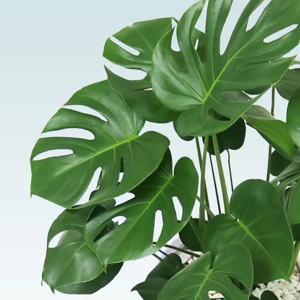 モンステラ(グラスファイバー製鉢植込み、チューリップ型)8