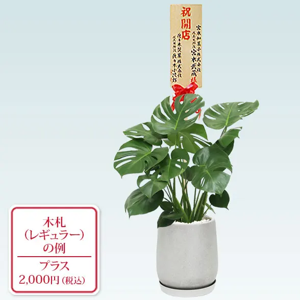 モンステラ(グラスファイバー製鉢植込み、チューリップ型)９