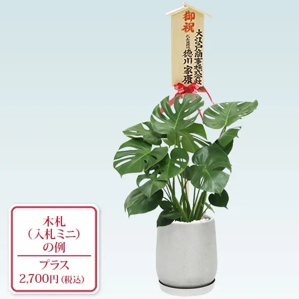 モンステラ(グラスファイバー製鉢植込み、チューリップ型)１０