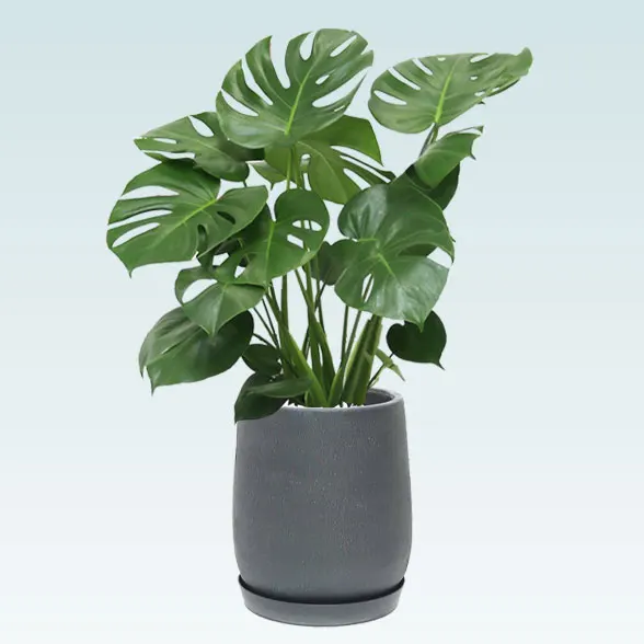 モンステラ(グラスファイバー製鉢植込み、チューリップ型)61