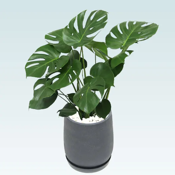 モンステラ(グラスファイバー製鉢植込み、チューリップ型)65