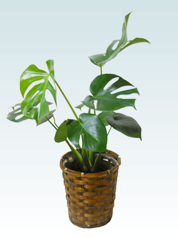 モンステラ(籐かご付、ダークブラウン色)　Ｓサイズ１