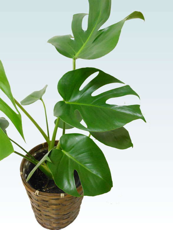 モンステラ(籐かご付、ダークブラウン色)　Ｓサイズ１３