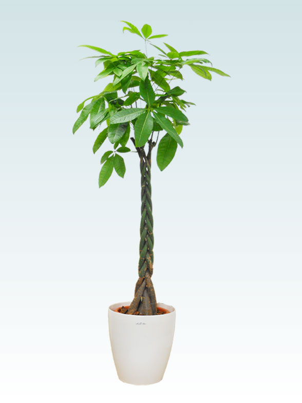 パキラ ラスターポット付 Lサイズ 観葉植物の販売 通販の観葉植物のオアシス