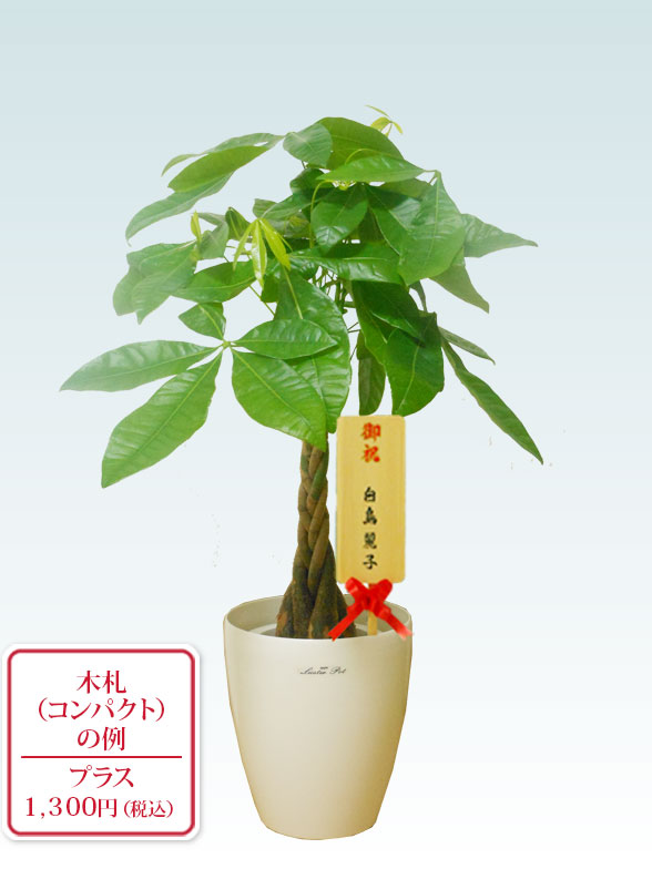 パキラ ラスターポット付 ｓサイズ 観葉植物の販売 通販の観葉植物のオアシス