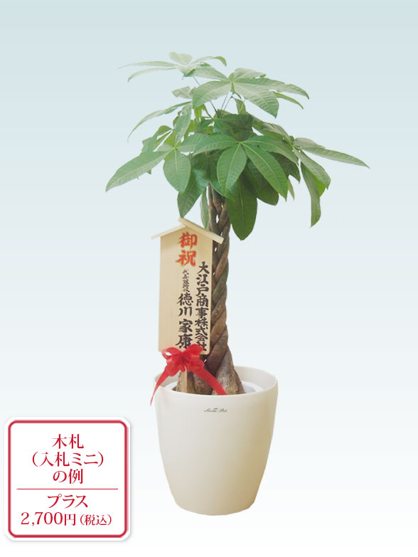 パキラ(ラスターポット付)Mサイズ/観葉植物の販売、通販の観葉植物