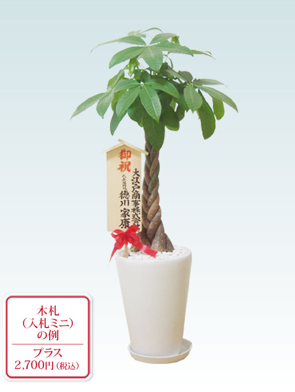 パキラ 陶器鉢植込み ラウンドタイプ白色 スタイリッシュ 観葉植物の販売 通販の観葉植物のオアシス