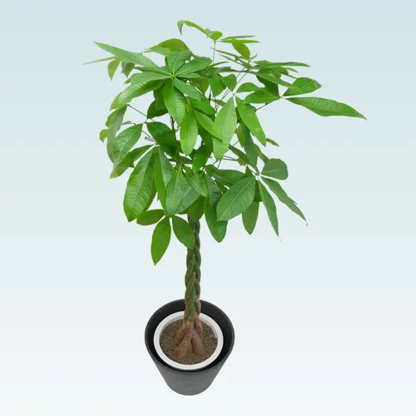 パキラ(エコフレンドリーポット付)　Lサイズ3