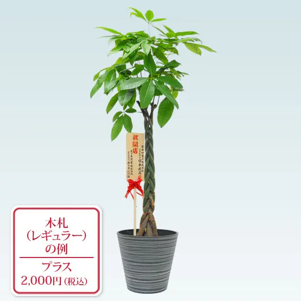 パキラ(エコフレンドリーポット付)　Lサイズ9