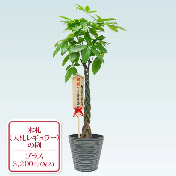 パキラ(エコフレンドリーポット付)　Lサイズ10