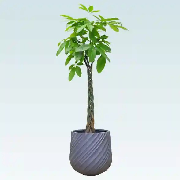 パキラ(スパイラル型、グラスファイバー製鉢カバー付)　Lサイズ　グレー