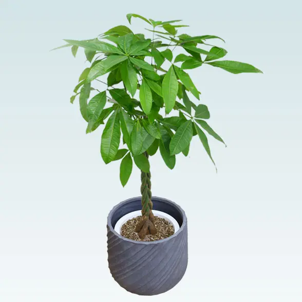 パキラ(スパイラル型、グラスファイバー製鉢カバー付)　Lサイズ　グレー　斜め上から