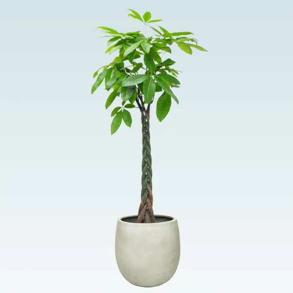 パキラ(バルーン型、グラスファイバー製鉢カバー付)　Lサイズ1