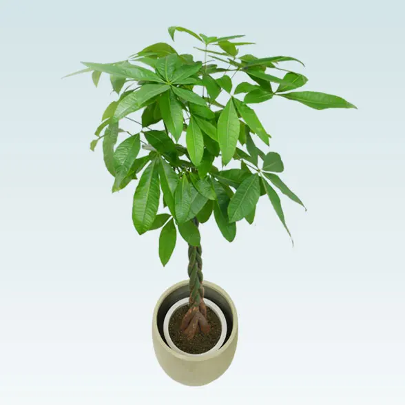 パキラ(バルーン型、グラスファイバー製鉢カバー)　Lサイズ3