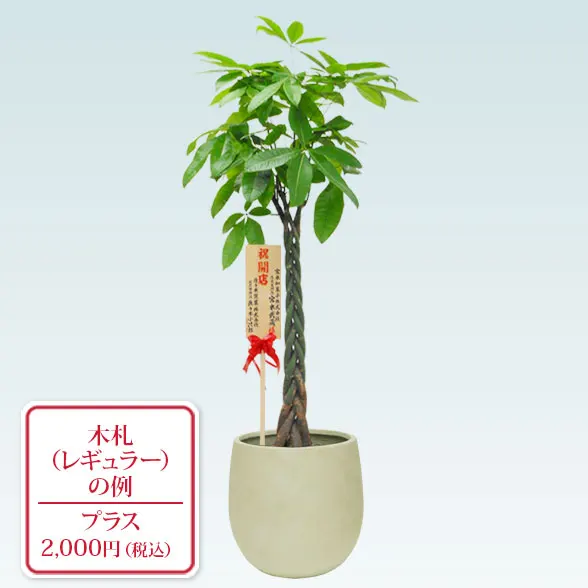 パキラ(バルーン型、グラスファイバー製鉢カバー)　Lサイズ9