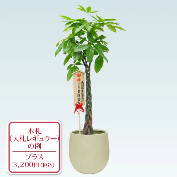 パキラ(バルーン型、グラスファイバー製鉢カバー)　Lサイズ10