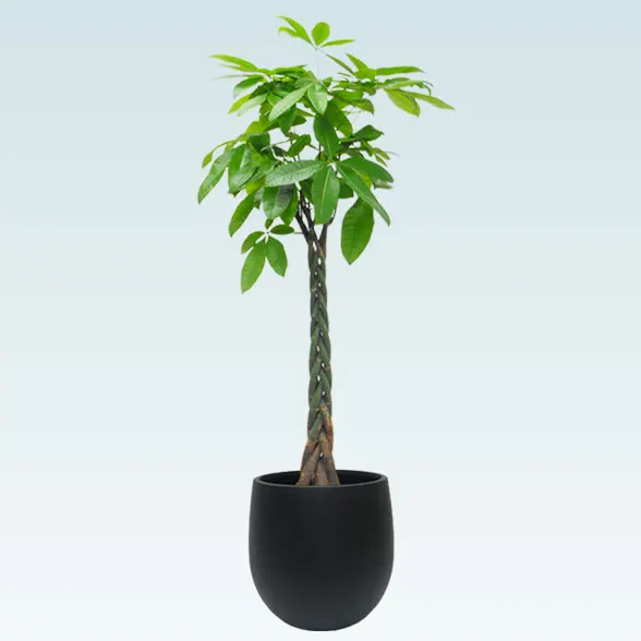 パキラ(バルーン型、グラスファイバー製鉢カバー)　Lサイズ91