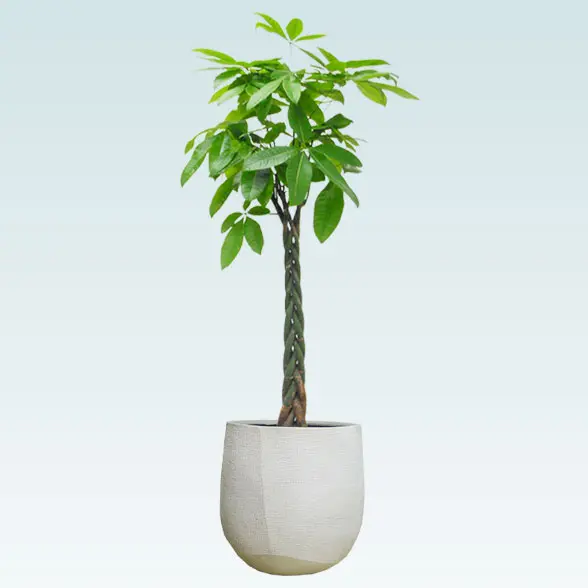 パキラ(ラグジュアリー型、グラスファイバー製鉢カバー)　Lサイズ