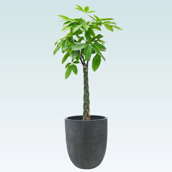 パキラ(エッグポット型、グラスファイバー製鉢カバー付)　Lサイズ　ブラック