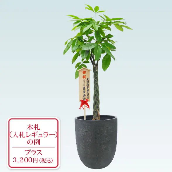 パキラ(エッグポット型、グラスファイバー製鉢カバー付)　Lサイズ　入札付き