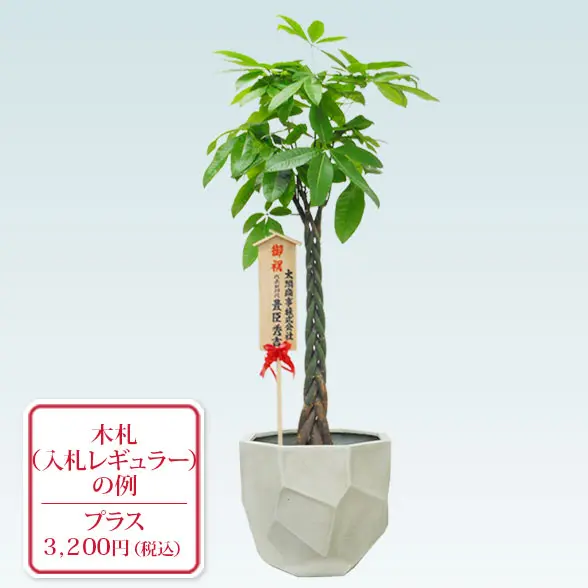 パキラ(多面体型、グラスファイバー製鉢カバー付)　Lサイズ入札レギュラー札付き
