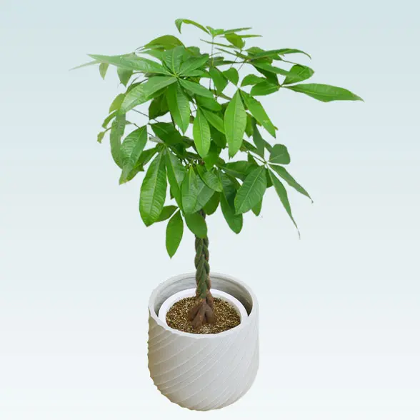 パキラ(スパイラル型、グラスファイバー製鉢カバー付)　Lサイズ 斜め上から