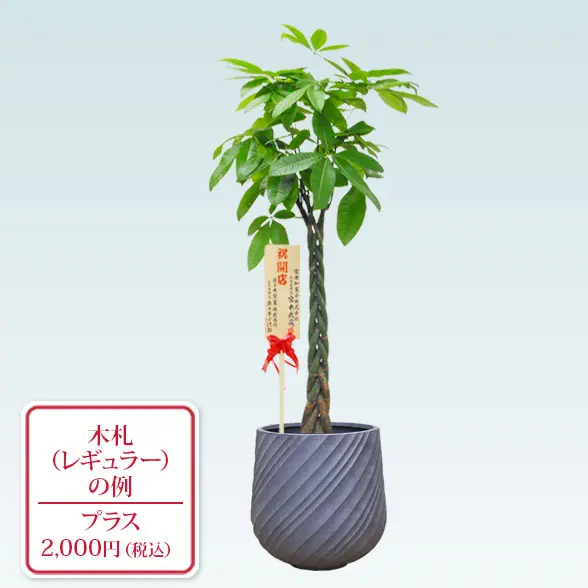 パキラ(スパイラル型、グラスファイバー製鉢カバー付)　Lサイズ　グレー　レギュラー札付き