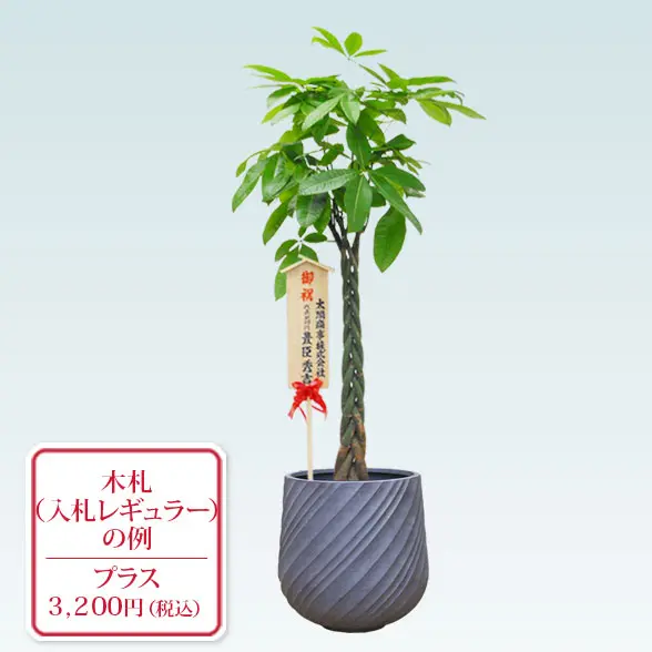 パキラ(スパイラル型、グラスファイバー製鉢カバー付)　Lサイズ　グレー　入札付き