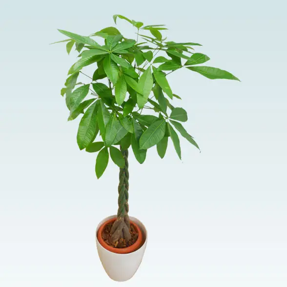 パキラ(ラスターポット付) Lサイズ/観葉植物の販売、通販の観葉