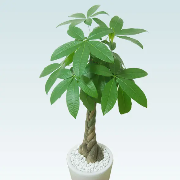 パキラ(陶器鉢植込み、ラウンドタイプ白色)2