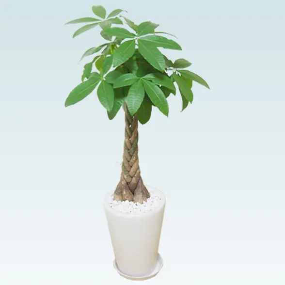 パキラ(陶器鉢植込み、ラウンドタイプ白色)3