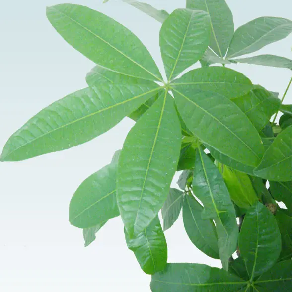 パキラ(陶器鉢植込み、ラウンドタイプ白色)6