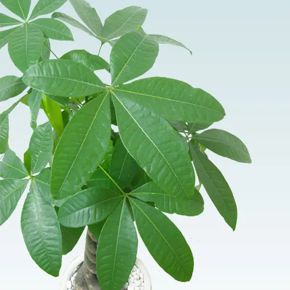 パキラ(陶器鉢植込み、ラウンドタイプ白色)7