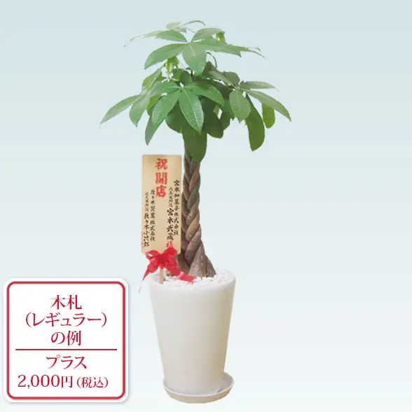 パキラ(陶器鉢植込み、ラウンドタイプ白色)9