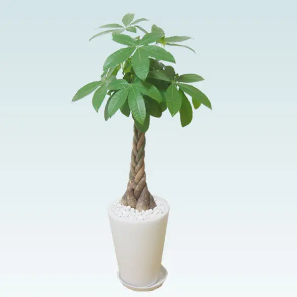 パキラ(陶器鉢植込み、ラウンドタイプ白色)20