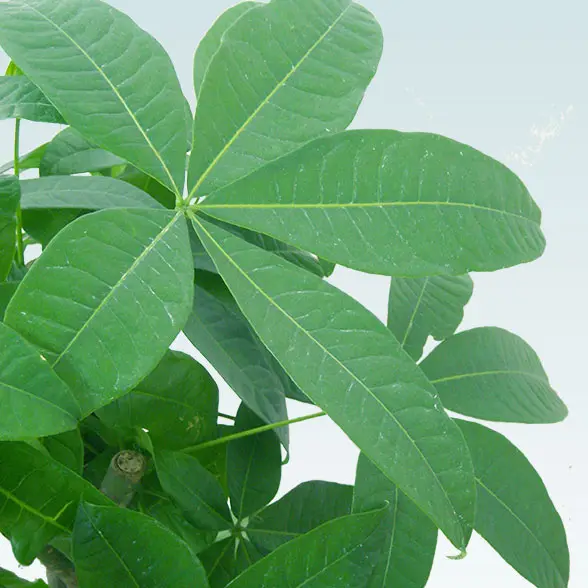 パキラ(陶器鉢植込み、ラウンドタイプ白色)21