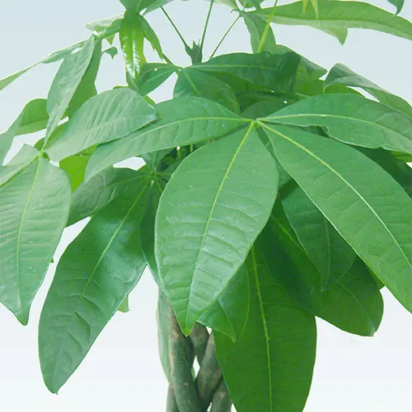 パキラ(陶器鉢植込み、ラウンドタイプ白色)22