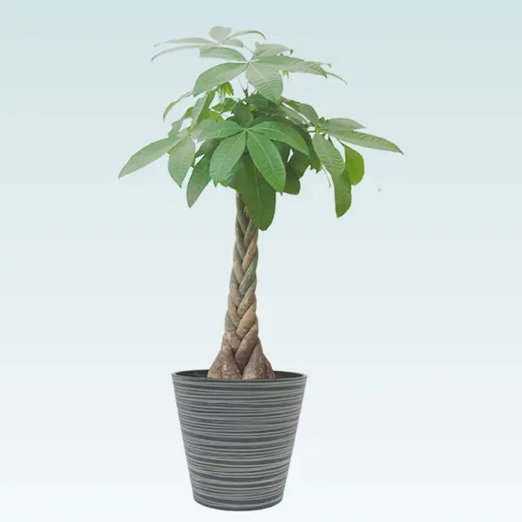 パキラ(エコフレンドリーポット付)　Ｍサイズ