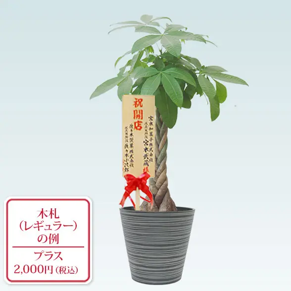 パキラ(エコフレンドリーポット付)　Ｍサイズ　上から　レギュラー札付き