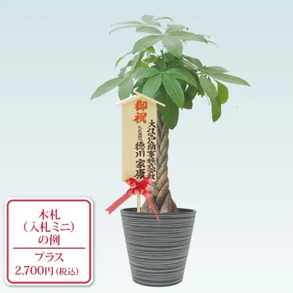 パキラ(エコフレンドリーポット付)　Ｍサイズ　上から　入札付き