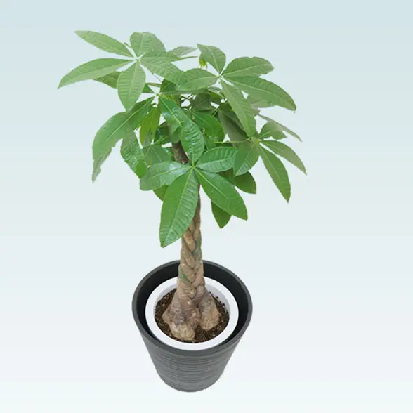 パキラ(エコフレンドリーポット付)　Ｍサイズ　上から