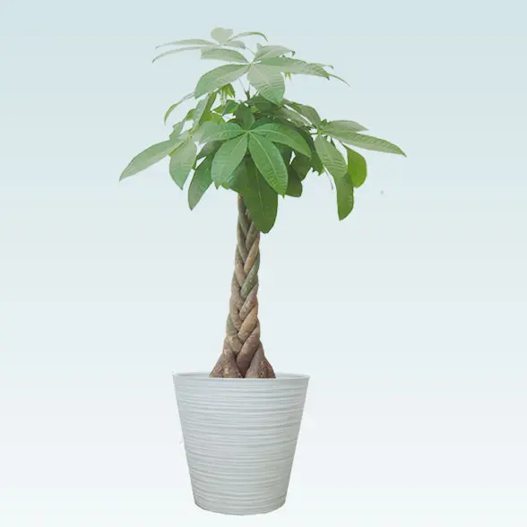 パキラ(エコフレンドリーポット付)　Ｍサイズ　　ホワイト