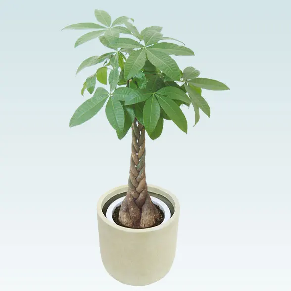 パキラ(Uポット型、グラスファイバー製鉢カバー付)　Ｍサイズ2