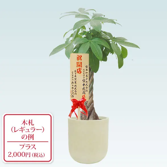 パキラ(Uポット型、グラスファイバー製鉢カバー付)　Ｍサイズ9