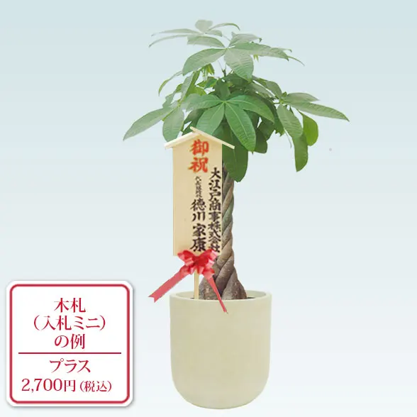 パキラ(Uポット型、グラスファイバー製鉢カバー付)　Ｍサイズ10