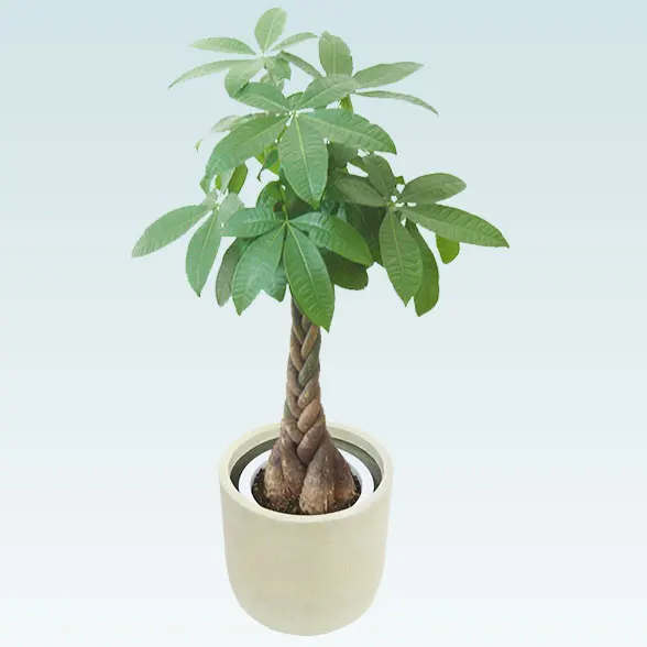 パキラ(Uポット型、グラスファイバー製鉢カバー付)　Ｍサイズ31