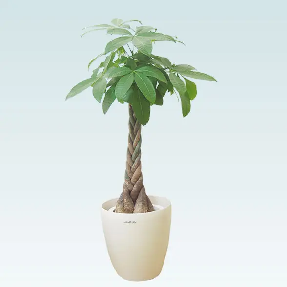 パキラ（ラスターポット付）Mサイズ/観葉植物の販売、通販の観葉植物