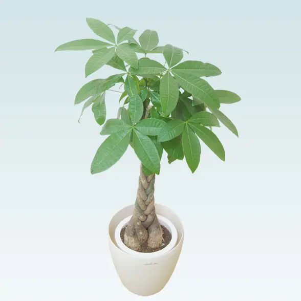 パキラ（ラスターポット付）Mサイズ/観葉植物の販売、通販の観葉植物